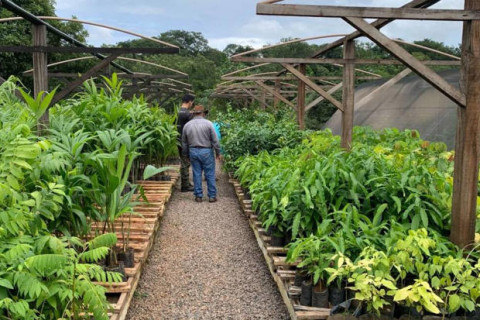 Rondônia amplia produção de mudas e fortalece restauração ambiental com alinhamento entre governo e municípios