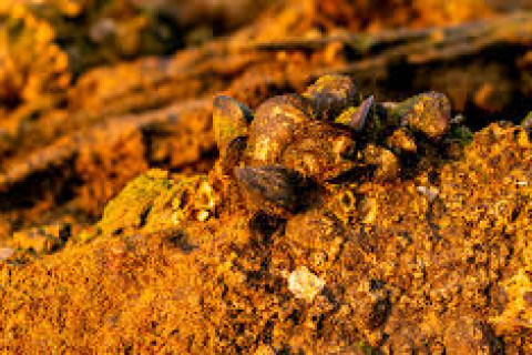 Brasil tem grande potencial para minerais críticos, diz Ipea e ANM