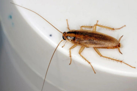 O que significa aparecer baratas na sua casa com frequência, segundo a ciência?