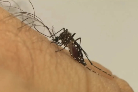 Cidade de São Paulo confirma segunda morte por dengue no ano Idoso vivia na zona leste da cidade, mesma região da primeira vítima