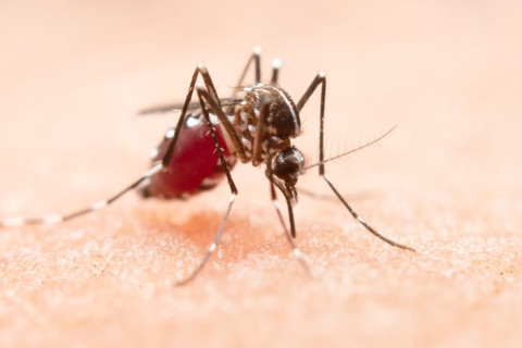 Brasil registra 4 mortes e 50 mil casos prováveis de dengue Número de casos é 60% menor que em janeiro de 2024